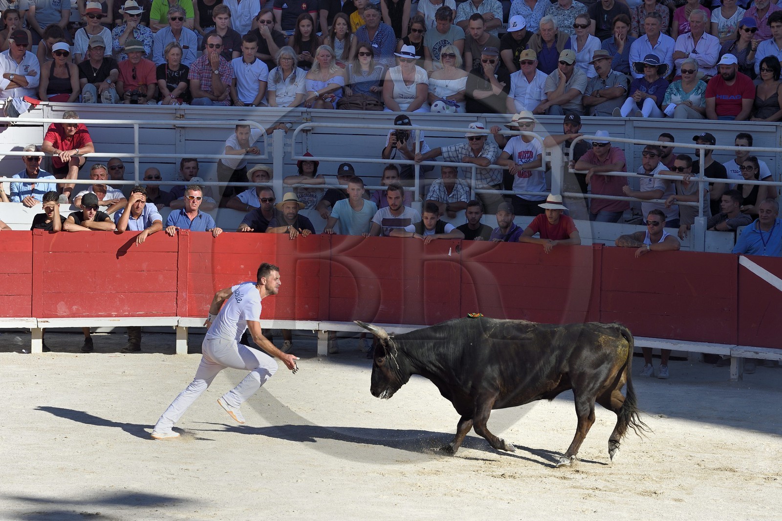 France, Bouches-du-Rhône (13), Arles, la course camarguaise  de la Cocarde d'Or aux Arènes, le raseteur Loic Auzolle France, Bouches-du-Rhône (13), Arles, la course camarguaise  de la Cocarde d'Or aux Arènes, le raseteur Loic Auzolle