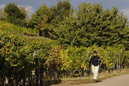 France, Bas Rhin, hiker in the vineyards around Scherwiller
