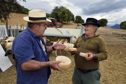 France, Corse-du-Sud (2A), Cargèse, Thomas Ottavi choisit les fromages de brebis du berger François Defranchi à droite
