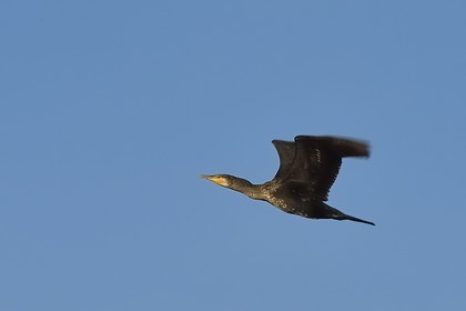 France, Haute Corse, the pond of Biguglia (Stagnu di Chiurlinu), nature reserve of Corsica (RNC), Cormorant