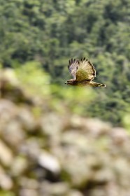 Caribbean, Dominica Island, Morne Trois Pitons National Park listed as World heritage by UNESCO, small nozzle called Malfini - chicken hawk