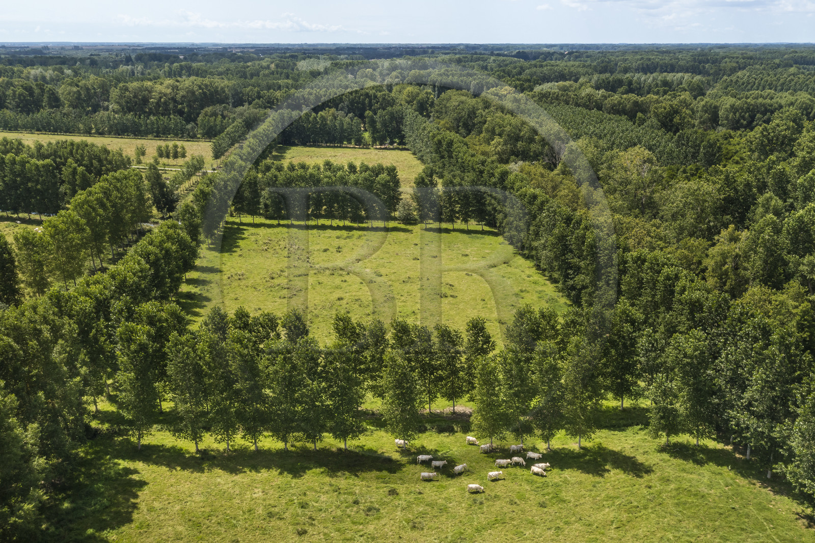 France, Deux-Sèvres, le Marais Poitevin, Green Venice, Sansais, pastures surrounded by canals in the heart of the marsh (aerial view)