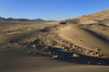 Iran, Province de Yazd, désert du Dasht-e Kavir, Moghestan, massif dunaire dont la plus haute dune atteint les 200 mètres