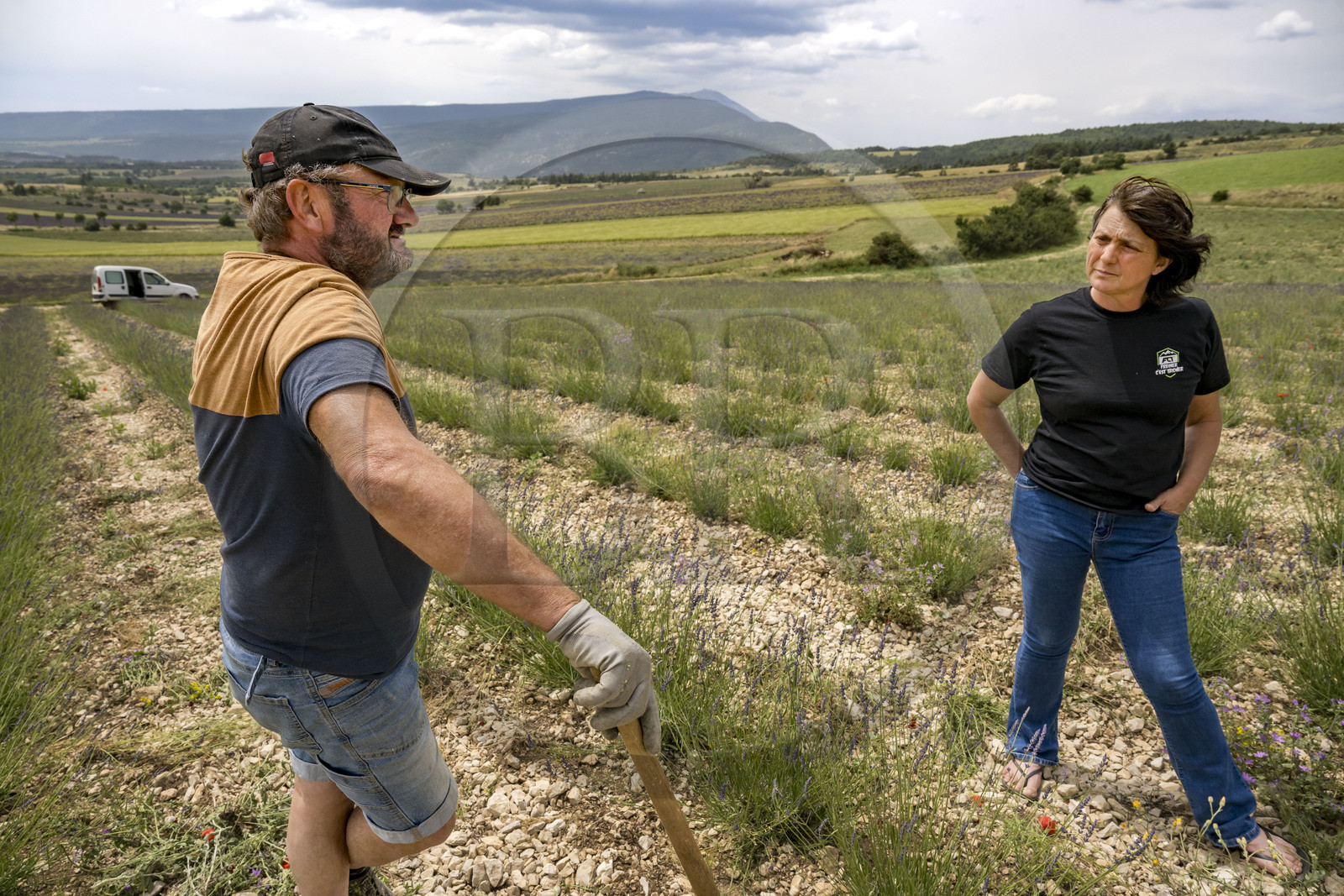 France, Drome, Drome Provencale, Sault district, Ferrassieres, Lavender growers Nathalie and Jean-Pierre Busi dig their lavender field to remove weeds