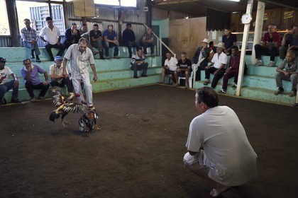 France, Ile de la Reunion, Petit Tampon, combat de coqs dans le Rond de Coq