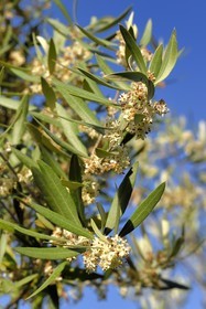 France, Var (83), Flayosc, olivier en fleur