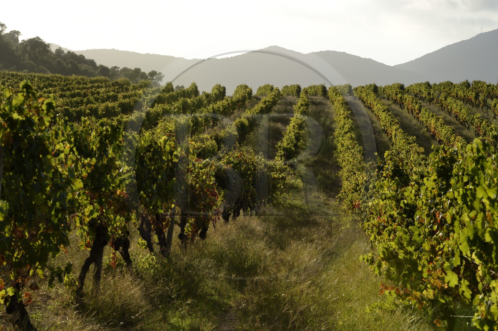 France, Corse-du-Sud (2A), région de Sartène, domaine viticole Fiumicicoli France, Corse-du-Sud (2A), région de Sartène, domaine viticole Fiumicicoli