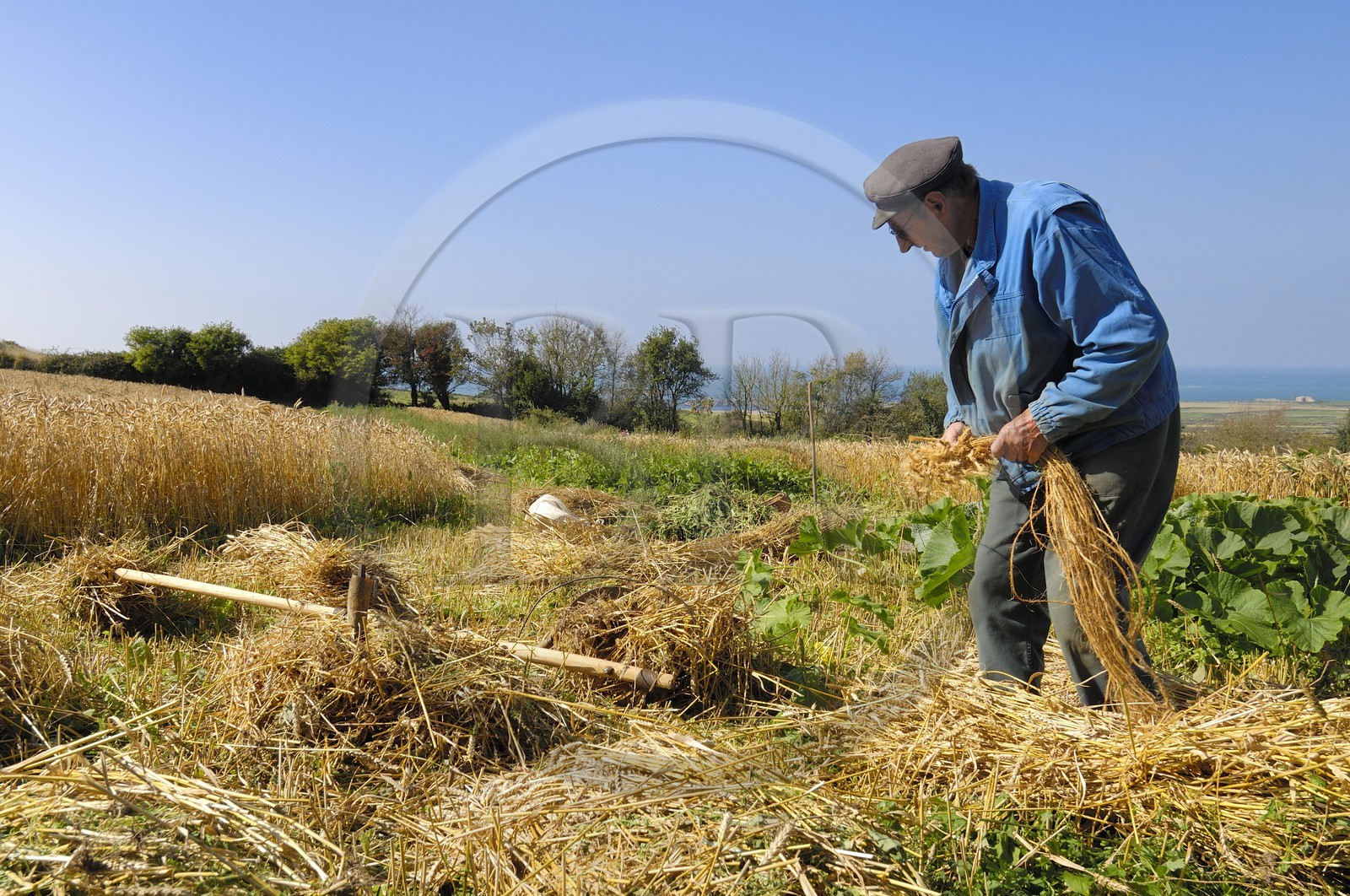 France, Manche (50), Cap de la Hague, Auderville, Auguste frère de  Paul Bedel au champ