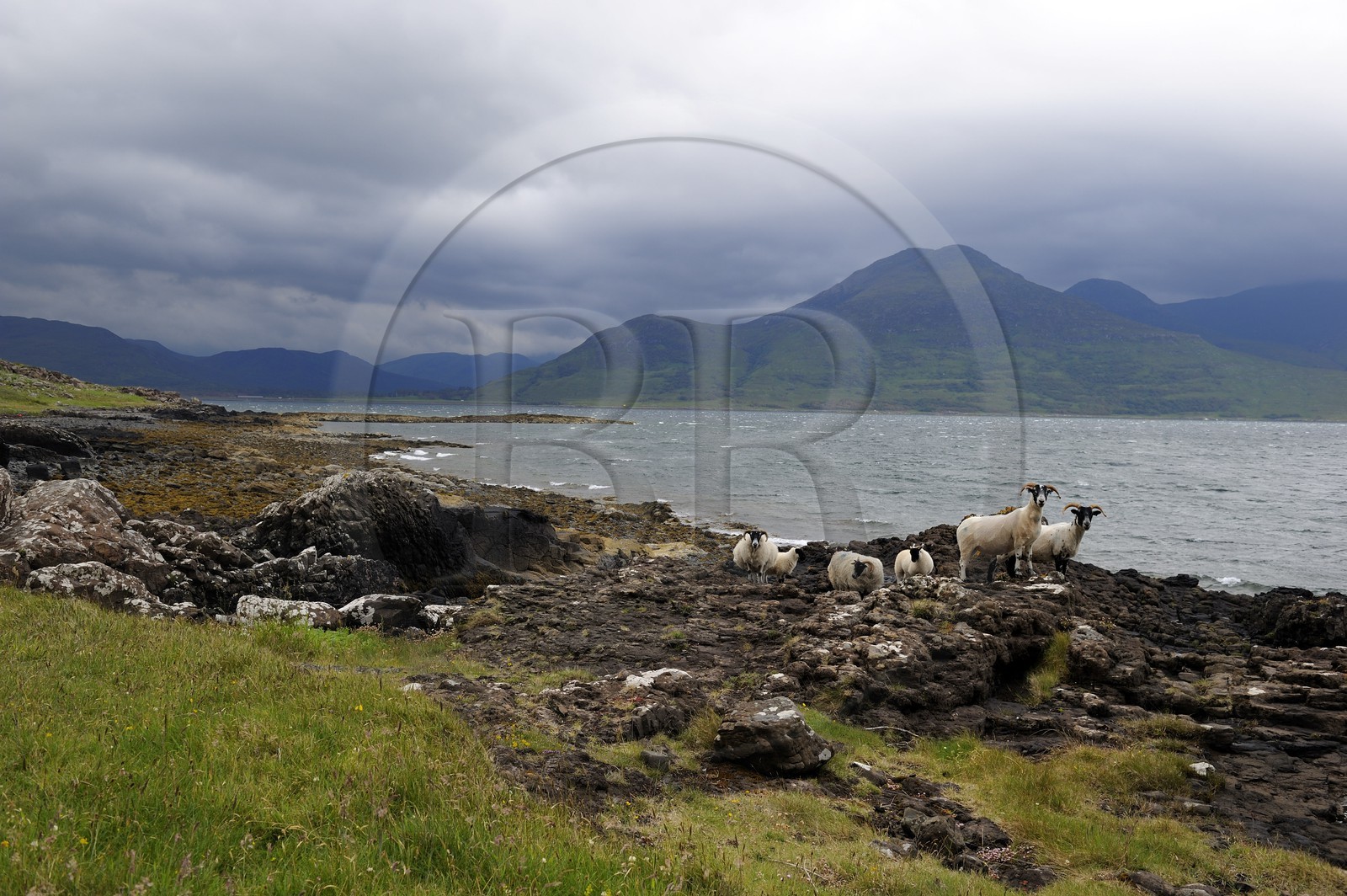 Royaume-Uni, Ecosse, Highland, Hébrides intérieures, Ile de Mull, moutons et béliers en bordure du Loch na Keal et le Ben More (966m)