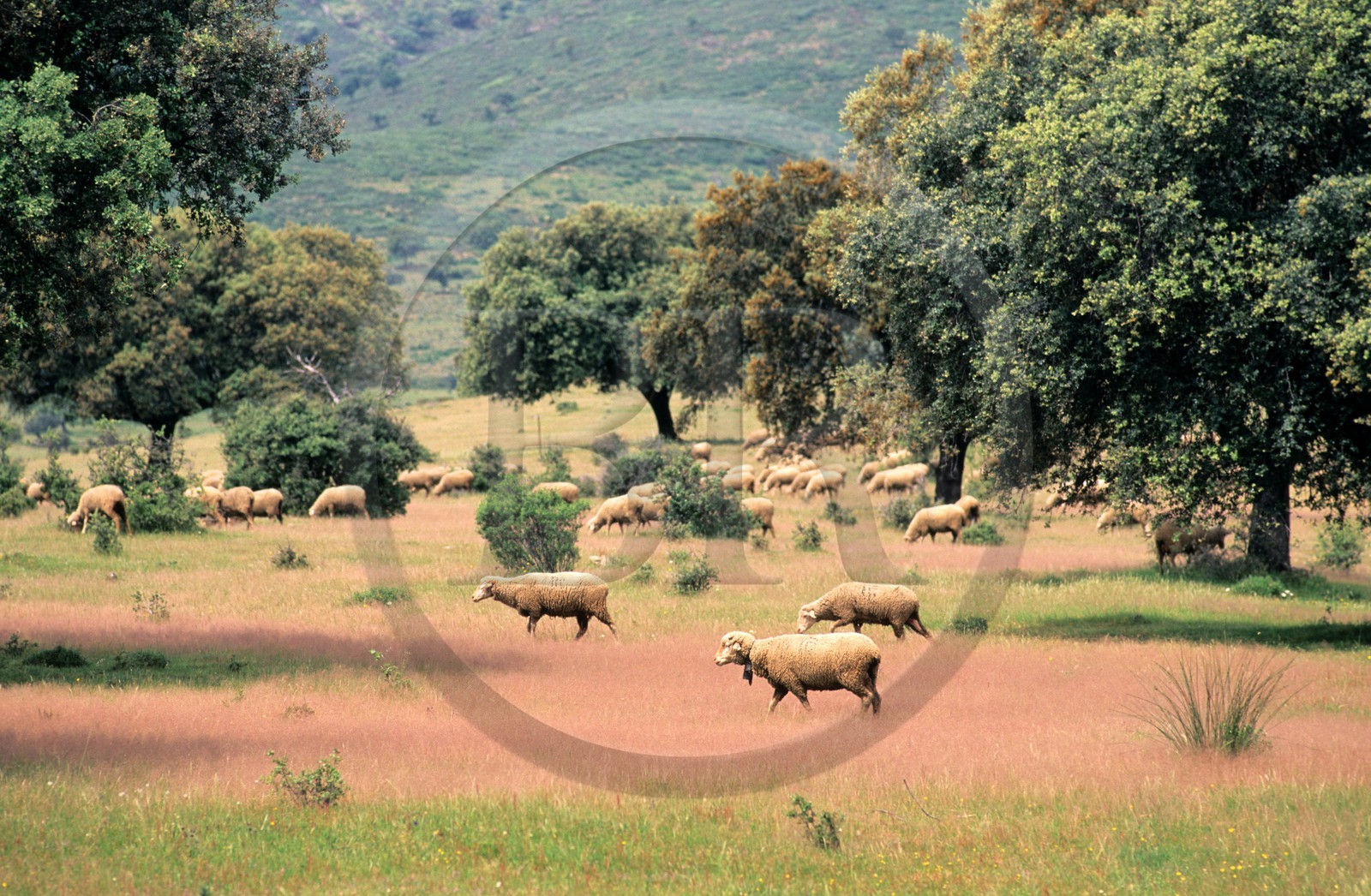 Espagne, Estrémadure, troupeaux de moutons