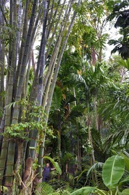 France, Mayotte island (French overseas department), Grande-Terre, Ouangani, bambous géants hauts d'une quinzaine de mètres