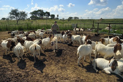 Namibie, Otjiwarongo, le Livestock Guarding Dog Program (programme chien de garde du bétail) du Cheetah Conservation Fund a été très efficace pour réduire les taux de prédation et ainsi aussi l'inclinaison des agriculteurs à piéger ou tirer sur des guépards, le fermier Paul Visser avec son chien Berger d'Anatolie entouré de ses chèvres