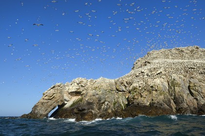 France, Côtes-d'Armor (22), Perros-Guirec, archipel et réserve ornithologique de Sept-Iles, Ile Rouzic, colonie de fous de Bassan (Morus bassanus), unique point de nidification en France pour plus de 20000 couples