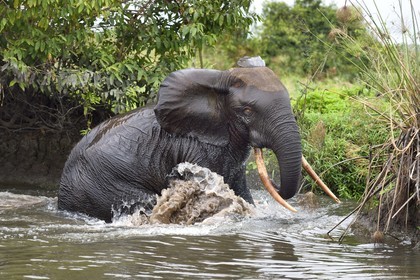 Gabon, province de Ogooué- Maritime, Parc National du Loango, site de Akaka dans la lagune du Fernan Vaz, éléphant de forêt d'Afrique (Loxodonta cyclotis) qui traverse une rivière