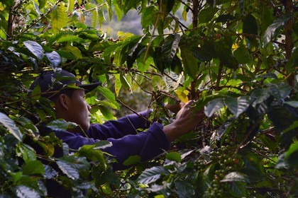 Panama, province de Chiriqui, Boquete, plantation de café Finca Lerida, cueillette des grains de café par un amérindien Nägbe