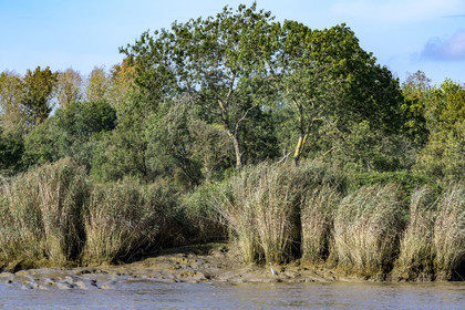 France, Loire Atlantique, Le Pellerin, gray heron (Ardea cinerea) on the banks of the Loire