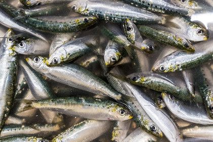 France, Vendée (85), Saint-Gilles-Croix-de-Vie, la criée, sardines fraichement pechées