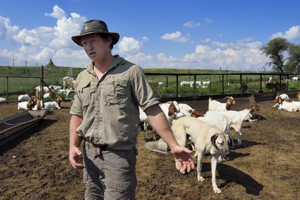 Namibia, Otjiwarongo, Cheetah Conservation Fund’s Livestock Guarding Dog Program has been highly effective at reducing predation rates and thereby reducing the inclination by farmers to trap or shoot cheetahs, the farmer Paul Visser with his Anatolian shepherd Kangal dog and surrounded by its goats