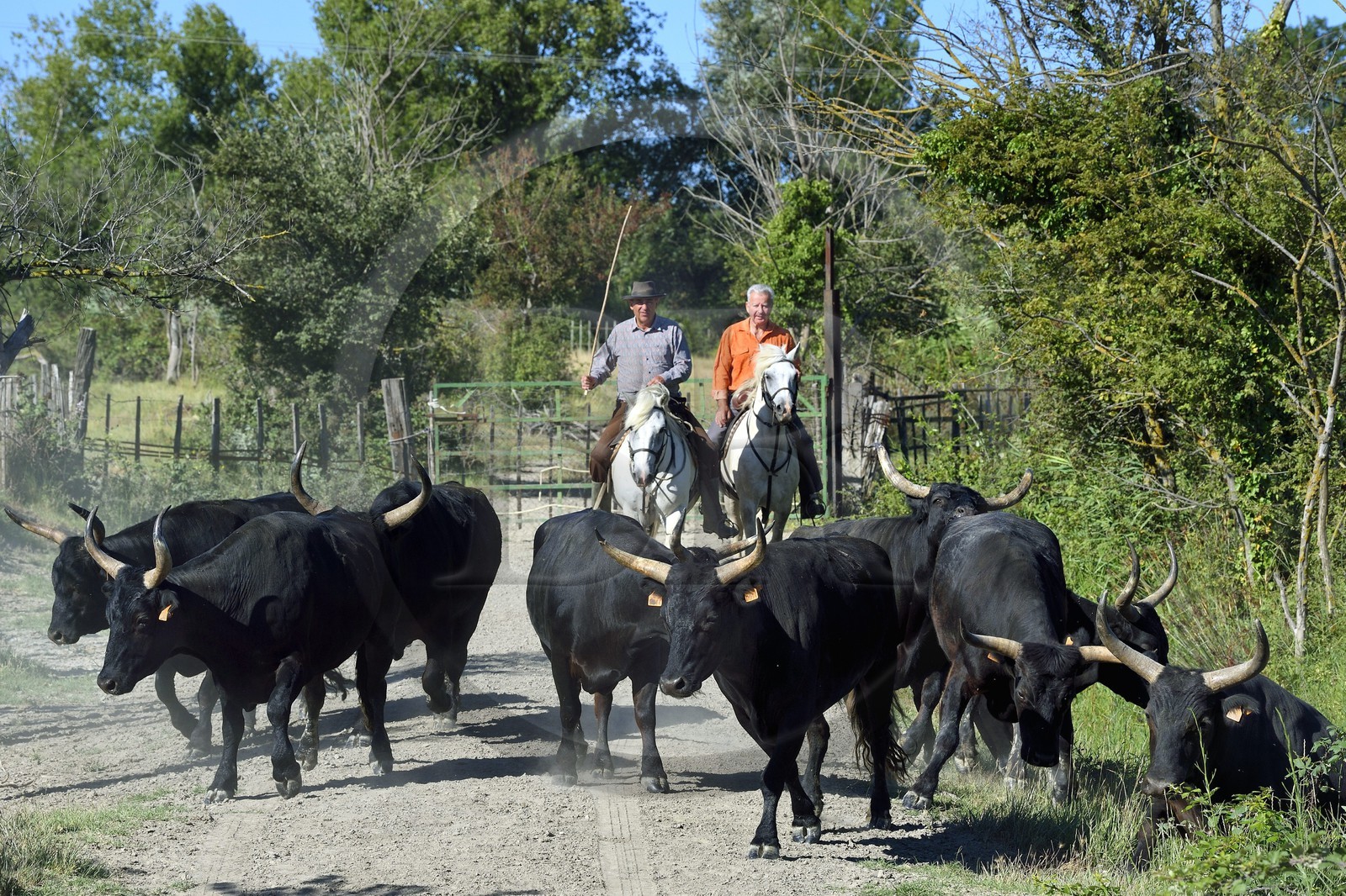 France, Bouches-du-Rhône (13), Parc naturel régional de Camargue, Mas du Menage, manade Saint Antoine (Cauzel), gardians avec les taureaux camarguais appellés Raço di Biou France, Bouches-du-Rhône (13), Parc naturel régional de Camargue, Mas du Menage, manade Saint Antoine (Cauzel), gardians avec les taureaux camarguais appellés Raço di Biou