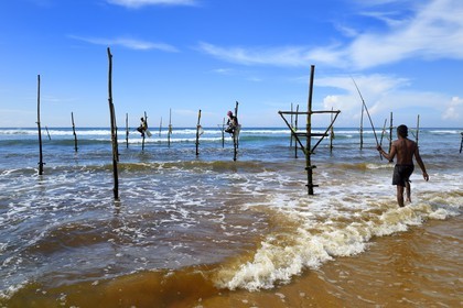 Sri Lanka, Province du Sud, région de Galle, plage de Midigama, pecheurs sur poteaux