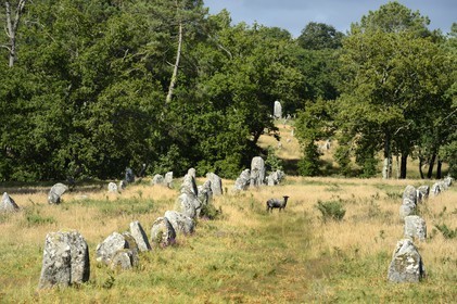 France, Morbihan, Carnac, row of megalithic standing stones at Kermario