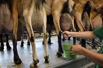 France, Var (83), La Dracénie, village de Châteaudouble, ferme fromagère La Pastourelle, la traite des chèvres