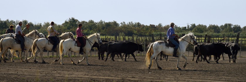 France, Bouches-du-Rhône (13), Parc naturel régional de Camargue, manade Jacques Mailhan, taureau camarguais appellé Raço di Biou, les gardians trient les taureaux