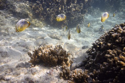 France, Ile de la Reunion, Côte Ouest, Saint-Gilles-Les-Bains (commune de Saint-Paul), le récif corallien du lagon de l'Ermitage et de La Saline-Les-Bains, Poisson-papillon à trois bandes (Chaetodon trifasciatus) (vue sous-marine)