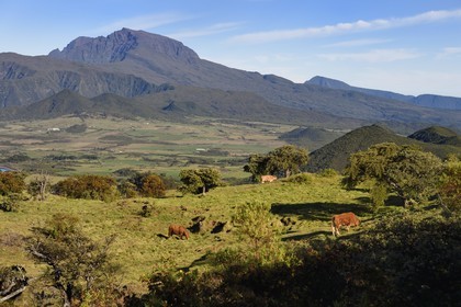 France, Ile de la Reunion, troupeau de vaches sur les pentes du volcan du Piton de la Fournaise, la Plaine des Cafres et l'ancien volcan du Piton des Neiges en arrière plan