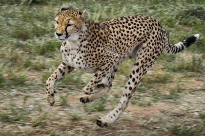 Namibia, Otjiwarongo, Cheetah Conservation Fund, research and education centre, cheetah (Acinonyx jubatus) trained to run to keep fit and healthy