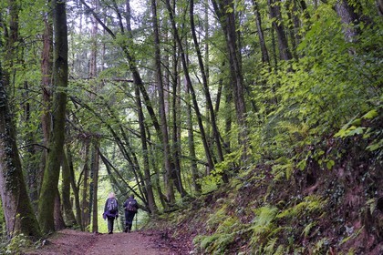 France, Bas-Rhin, Parc regional des Vosges du nord (Northern Vosges Regional Natural Park), La Petite Pierre, Trois Roches trail towards the Rocher Blanc (White Rock)
