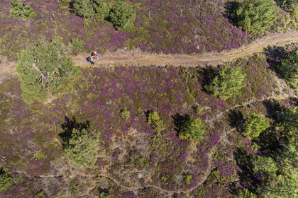 France, Côtes d'Armor (22), Grand Site de France Cap d'Erquy – Cap Fréhel, Fréhel, la bruyère cendrée est très présente dans la lande que traverse le chemin de Grande Randonnée GR34 (vue aérienne)