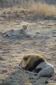 Zimbabwe, province des Midlands, Gweru, Antelope Park qui abrite ALERT (African Lion and Environmental Research Trust), lion (panthera leo) en zone 2, une des quatre femelles adultes et le mâle qui ont enfantés les lions qui seront relachés en clan dans un parc national pour le repeupler