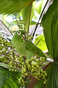 Panama, Colon Province, Portobelo, green parrot