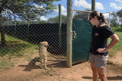 Namibie, Otjiwarongo, Cheetah Conservation Fund, centre de recherche et d'éducation, guépard (Acinonyx jubatus) en captivité temporaire et destiné à être relaché dans le bush, avec l'assistante vétérinaire Ashley Flaig