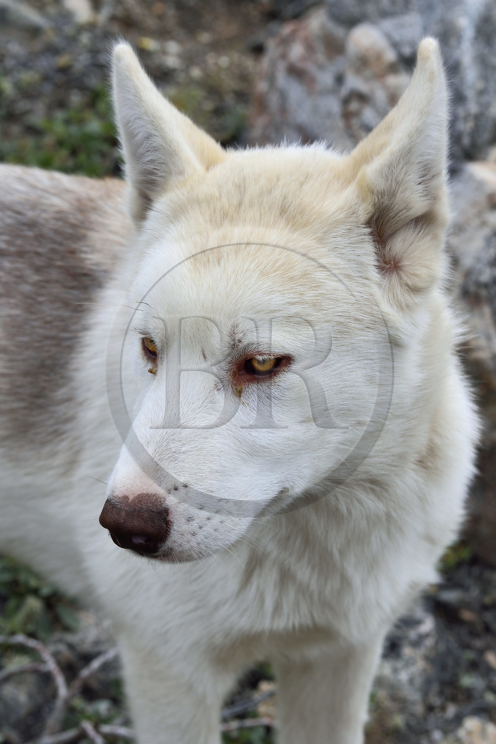 Groenland, cote ouest, Uummannaq, chien de traineau