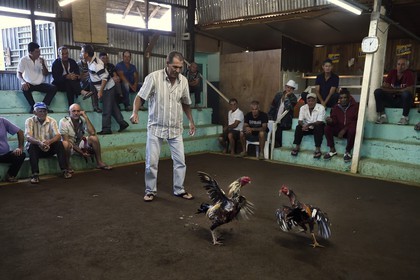 France, Ile de la Reunion, Petit Tampon, combat de coqs dans le Rond de Coq