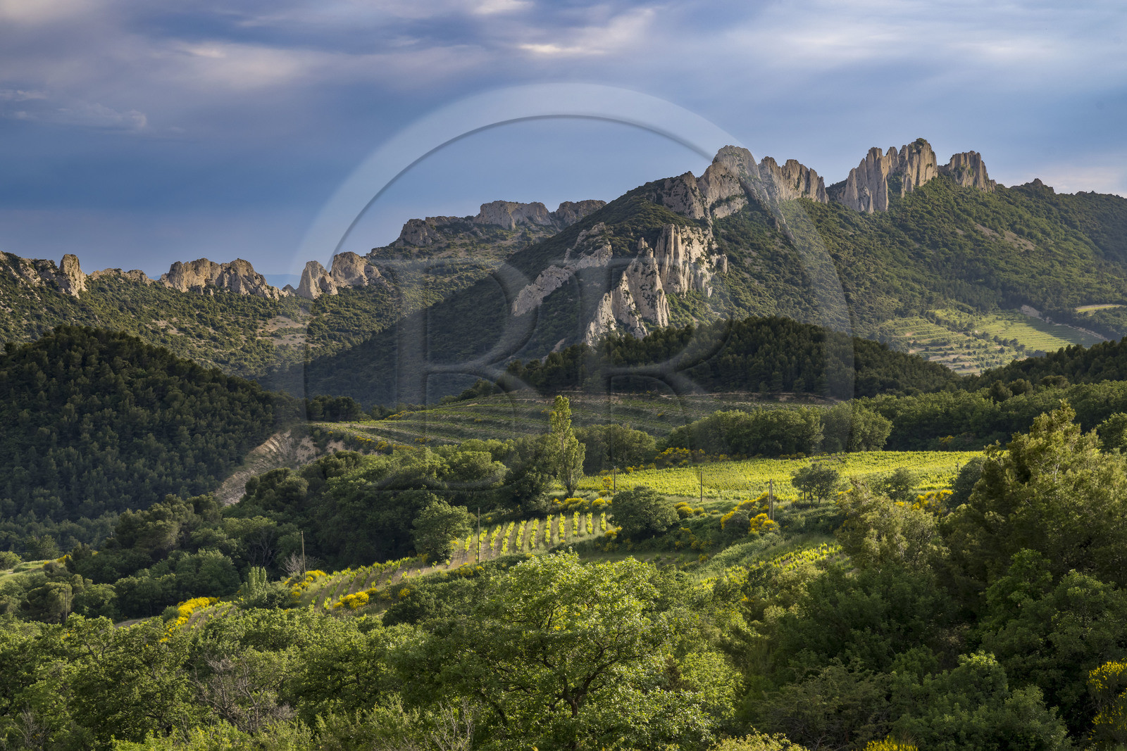 France, Vaucluse (84), Dentelles de Montmirail, la montagne des Dentelles Sarrasines et des vignobles en restanques, le Grand Montmirail en arrière plan à gauche