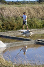 France, Vendee, Les Sables d'Olonne, the Salt Marshes of L'Ile d'Olonne, salt worker Damien Merceron harvesting salt in the Salorge de la Vertonne