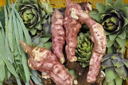 France, Ile de la Reunion, Le Tampon, la Plaine des Cafres, chez les agriculteurs Jacqueline et Jean-Pierre Lacaille dans leur champ, artichaux, patates douces et Bredes songe