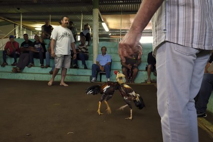 France, Ile de la Reunion, Petit Tampon, combat de coqs dans le Rond de Coq