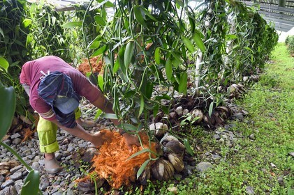 France, Ile de la Reunion, Saint-Louis, Domaine de Bellevue, producteur de vanille Planifolia biologique issues d'orchidées cultivées sous cinq hectares de panneaux photovoltaïques qui permettent d'alimenter plus de 1 800 foyers en électricité