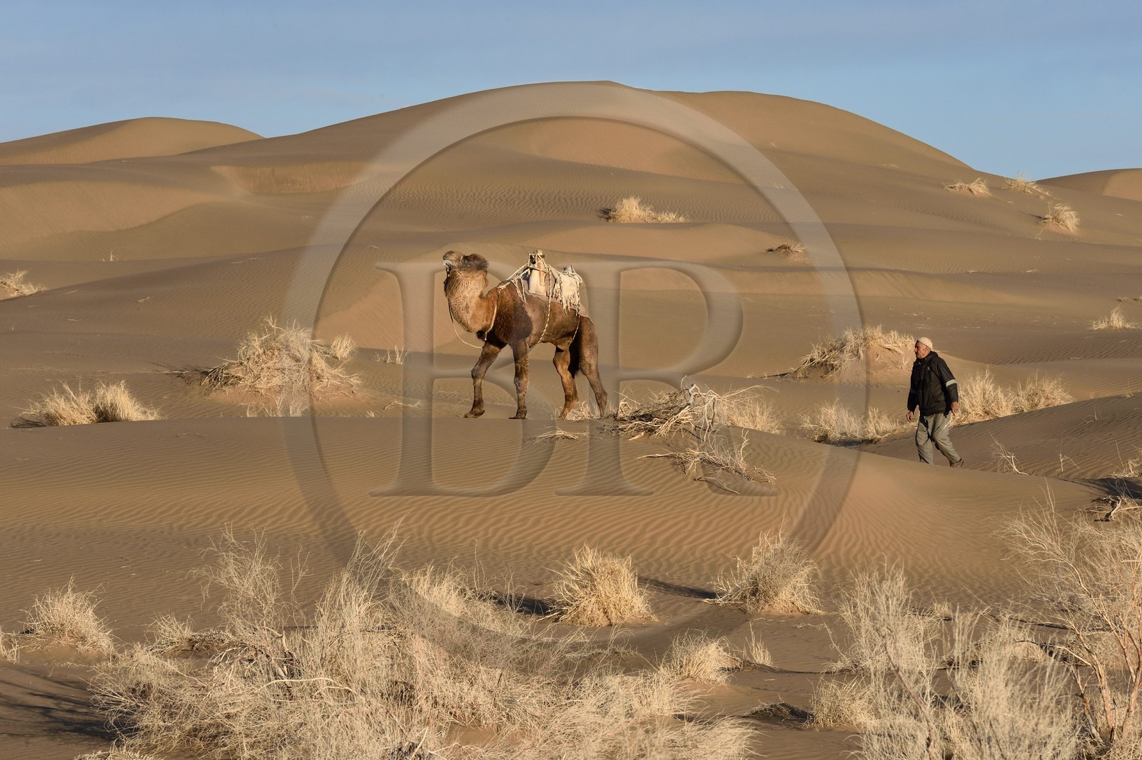 Iran, Province d'Ispahan, désert du Dasht-e Kavir, Mesr dans la région de Khur et Biabanak, le chamelier Ali Saraban et un de ses dromadaires dans le désert Iran, Province d'Ispahan, désert du Dasht-e Kavir, Mesr dans la région de Khur et Biabanak, le chamelier Ali Saraban et un de ses dromadaires dans le désert