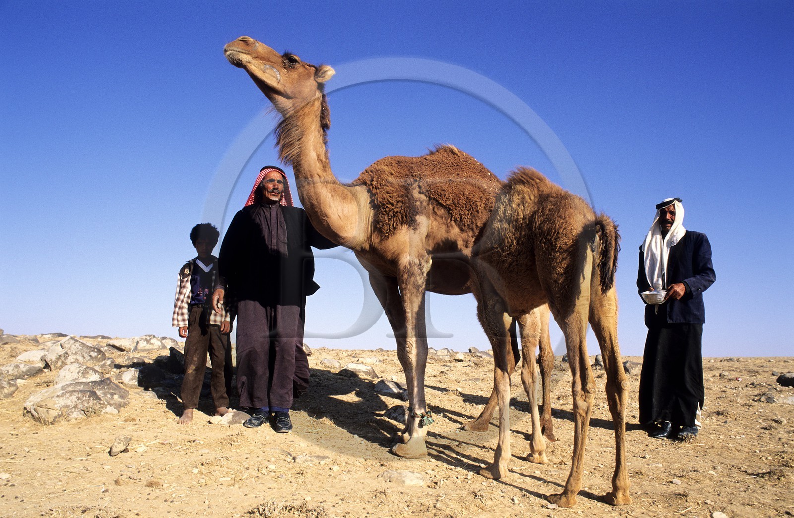 Jordanie, région de Kerak, bédouins avec leurs dromadaires