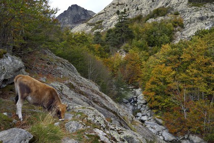 France, Haute Corse, Vivario, hiking on the GR 20, between Onda refuge and Vizzavona, Vizzavona forest, cow grazing beside the Englishmen cascades, waterfalls group in the Agnone valley under the Monte d'Oro