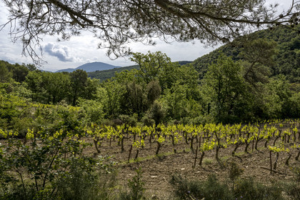 France, Vaucluse (84), Dentelles de Montmirail, Crestet, randonnée sur le GR4 entre vignes et garrigue, le Mont Ventoux en arrière plan (vue aérienne)