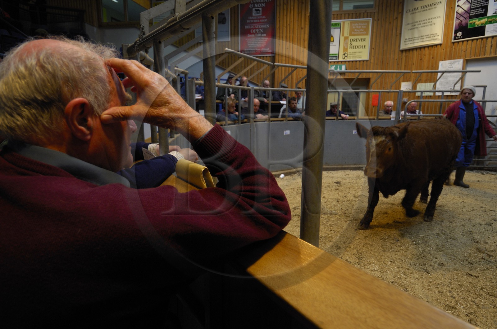 United Kingdom, Scotland, Orkney Islands, Isle of Mainland, livestock auction