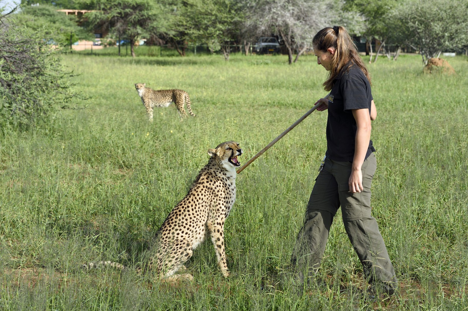 Namibie, Otjiwarongo, Cheetah Conservation Fund, centre de recherche et d'éducation, guépard (Acinonyx jubatus), récompense donnée en échange du leurre que le guépard a chassé, l'exercice a pour but de le garder en forme