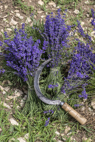 France, Drome, Drome Provencale, Sault district, Ferrassieres, Freshly cut bouquets of Super Blue lavender with the sickle