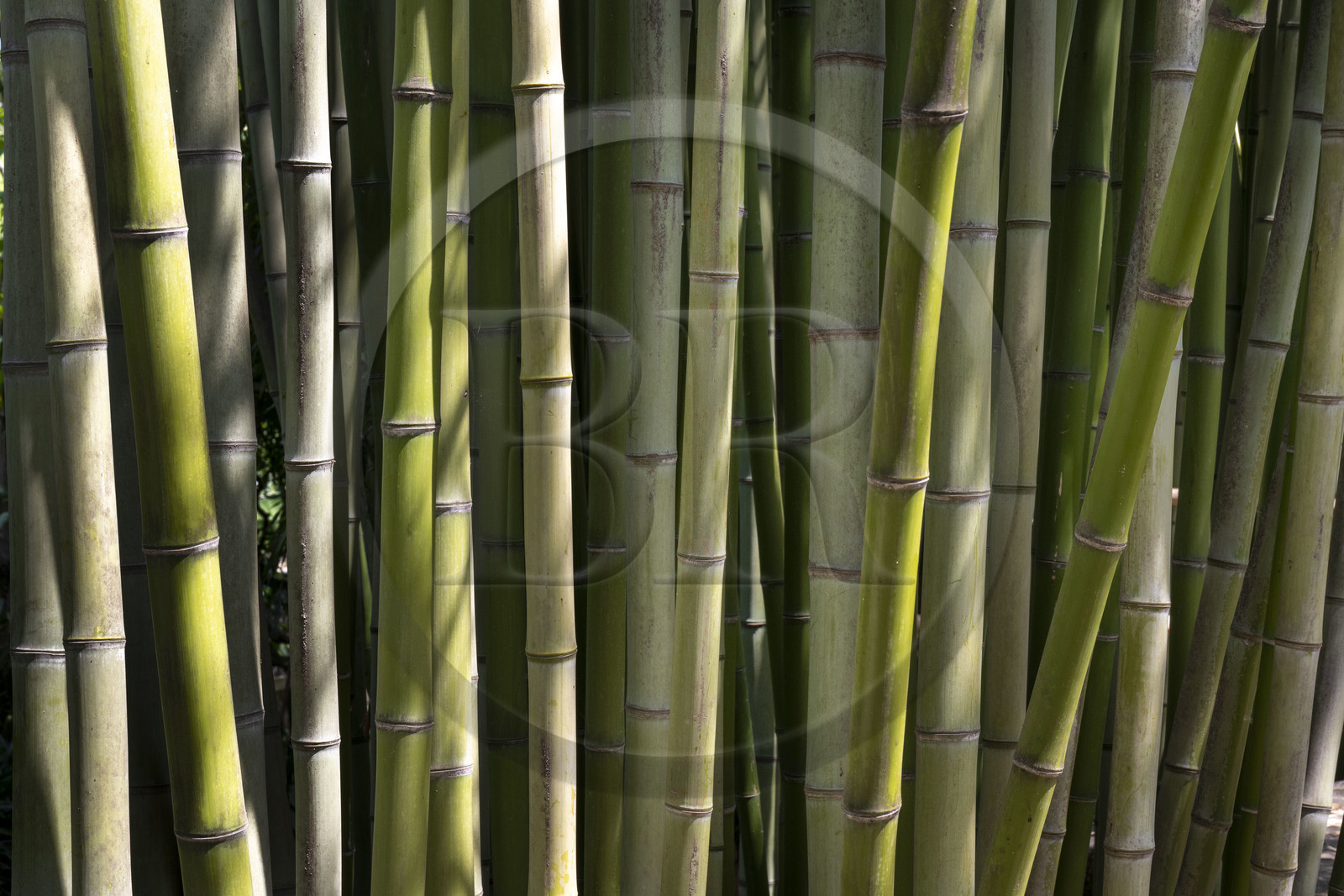 France, Alpes-Maritimes (06), Menton, Jardin botanique exotique du Val Rahmeh, bambou